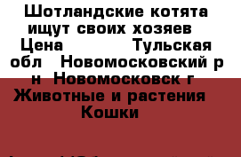 Шотландские котята ищут своих хозяев › Цена ­ 4 000 - Тульская обл., Новомосковский р-н, Новомосковск г. Животные и растения » Кошки   